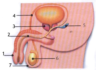 Gónada ou Glândula sexual masculina