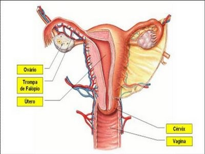 Gónada ou Glândula sexual feminina